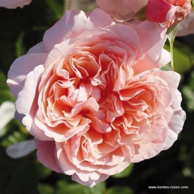 Rosa Rose de Tolbiac® Kordes