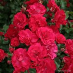 Rosa Rotilia® Kordes