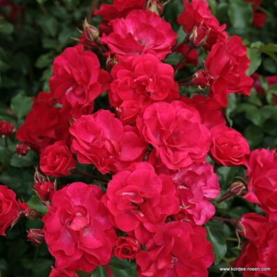Rosa Rotilia® Kordes