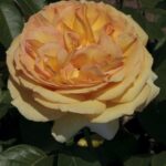 Rosa SUMMERTIME® Meipiokou