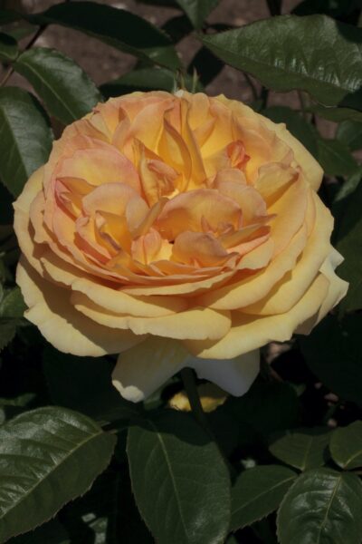 Rosa SUMMERTIME® Meipiokou