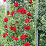 Rosa Santana® Tantau