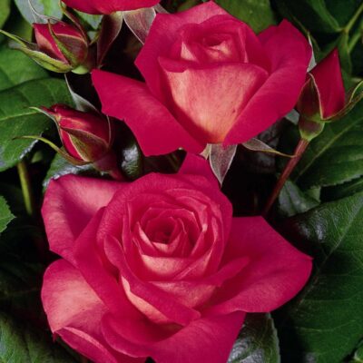 Rosa Shogun® Tantau