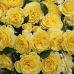 Rosa Solero® Kordes