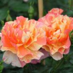 Rosa Sorbet Fruitè GPT® Meihestries