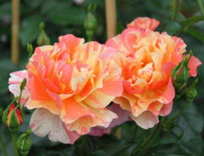 Rosa Sorbet Fruitè GPT® Meihestries