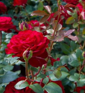 Rosa Störtebeker