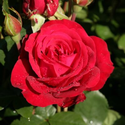 ROSA STÖRTEBEKER
