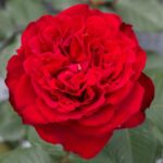 Rosa TRAVIATA® Meilavio
