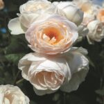 Rosa Uetersener Klosterrose® Tantau