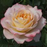 Rosa Virna Lisi Meimouvie