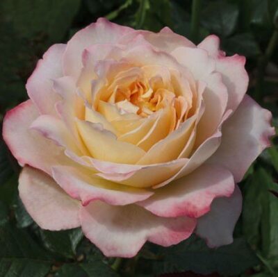 Rosa Virna Lisi Meimouvie