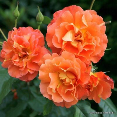 Rosa Westerland® Kordes