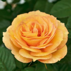 Rosa summertime meipiokou