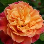 Rose Aloha GPT® Kordes