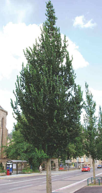 Ulmus Columella