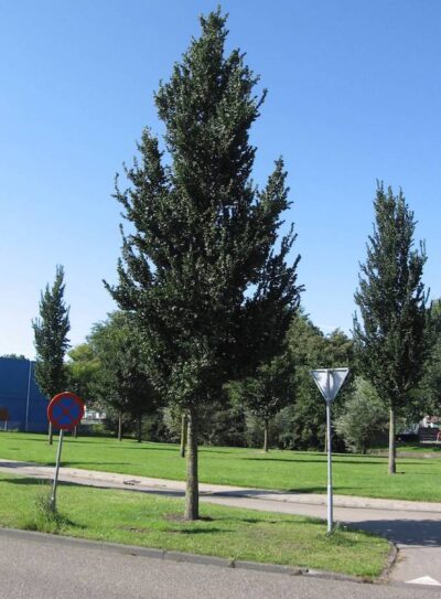 Ulmus Columella