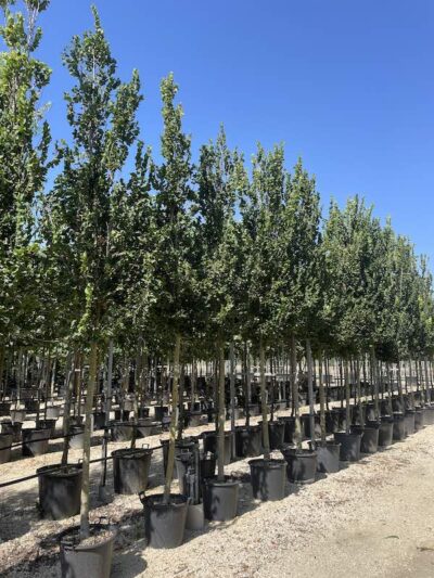 Ulmus Columella OLMO RESISTENTE 16-18