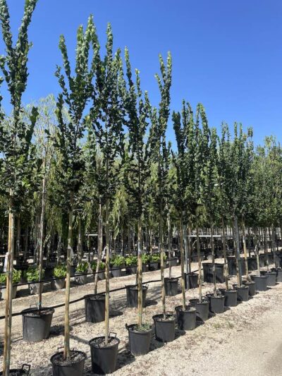 Ulmus Columella OLMO RESISTENTE 6-8