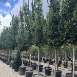 Ulmus Columella OLMO RESISTENTE - Vivai Frappetta