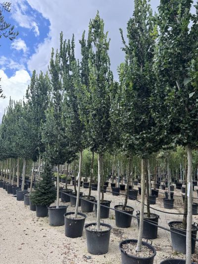 Ulmus Columella OLMO RESISTENTE - Vivai Frappetta