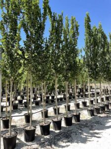 Ulmus Columella OLMO RESISTENTE - Vivai Frappetta