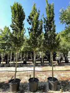 Ulmus Columella - Vivai Frappetta
