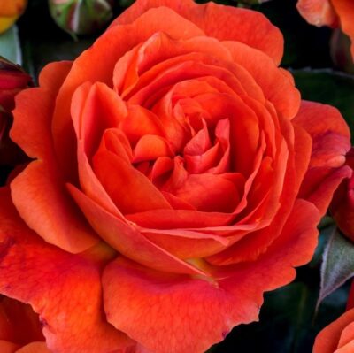 ROSA MORNING SUN