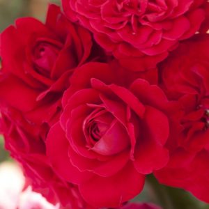 rosa mona lisa meilyxir