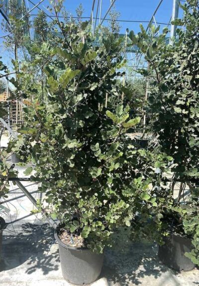 Eriobotrya Coppertone