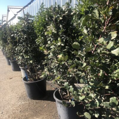 Eriobotrya Coppertone - immagine 2