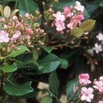 Eriobotrya Coppertone - fiore