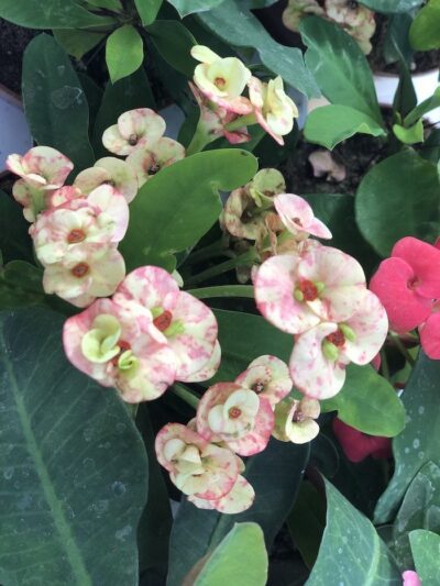Euphorbia milii