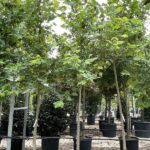Platanus orientalis PLATANO ORIENTALE - Vivai Frappetta