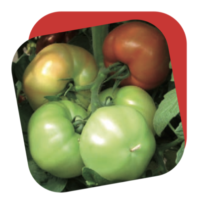 Pomodoro Tondo Liscio Insalataro
