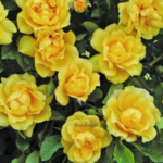 Rosa Golden Gate® Kordes