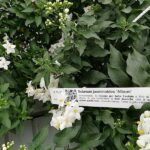 Solanum Jasminoides con codice QR