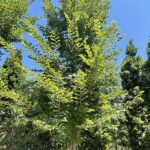 Ulmus Sapporo Autumn Gold OLMO RESISTENTE - Vivai Frappetta