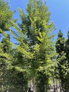 Ulmus Sapporo Autumn Gold OLMO RESISTENTE - Vivai Frappetta