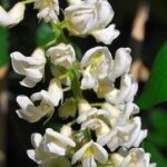 Wisteria macrostachys 'Clara Mack'