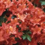 Azalea mollis 'Satan'