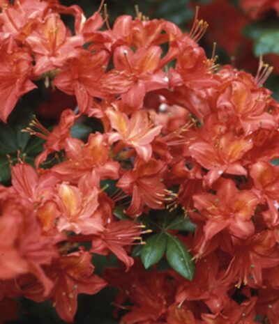 Azalea mollis 'Satan'