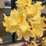 Azalea mollis - Yellow