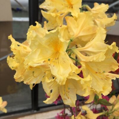 Azalea mollis - Yellow