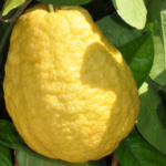 Cedro Gigante - frutto