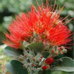 Metrosideros robusta - fiore