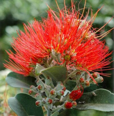 Metrosideros robusta - fiore