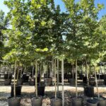 Platanus acerifolia PLATANO COMUNE - Vivai Frappetta