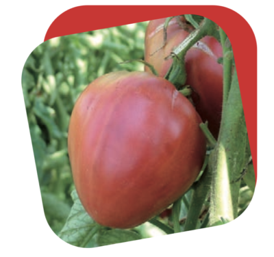 Pomodoro Cuore di Bue