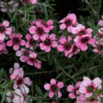 Leptospermum scoparium 'Martini'